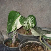 گل و گلدان سبر|گل و گیاه طبیعی|قزوین, |دیوار