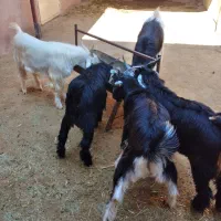 کهره نر در سروستان|حیوانات مزرعه|سروستان, |دیوار