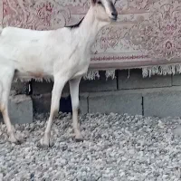 بز سومال اوسن