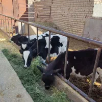 ۵ راس گوساله نر قطع شیر  سیمینتال