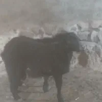 سلام دوعدد بره عالی