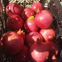 انار درجه لوکس و یک و دو شهرضا