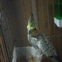 عروس هلندی ماده اماده