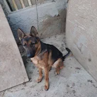 غلاده ژرمن نر