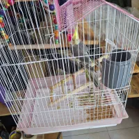 عروس هلندی|پرنده|سیاهکل, |دیوار