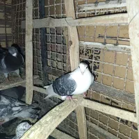 کبوتر فروشی