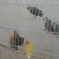 طوطی برزیلی فامنین