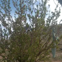 لاستیک دست دوم