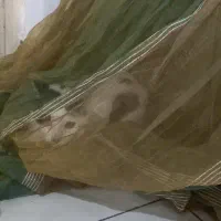 واگذاری گربه DSH