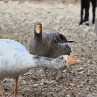 غاز|حیوانات مزرعه|خورموج, |دیوار