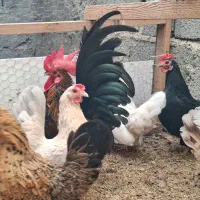 تخم مرغ نطفه دار جاپنیز