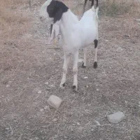 شهرستلن لنده|حیوانات مزرعه|دهدشت, |دیوار