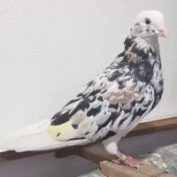 کفتر سرور پرشی