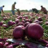 سرکارگر زمین کشاورزی