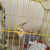 عروس هلندی