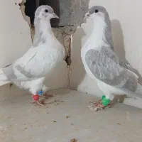 پرنده کبوتر