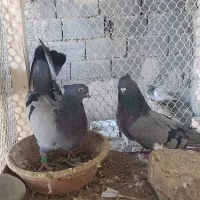 فروش یک‌جفت سبز کاکلی درشت