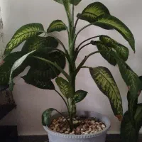 گل آپارتمانی