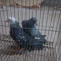 پرنده|پرنده|زاوه, |دیوار