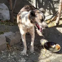 سگ نجات دارع|سگ|خنداب, |دیوار