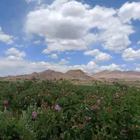 فروش زمین|فروش زمین و ملک کلنگی|بردسیر, |دیوار