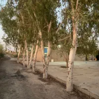 بریدن انواع درختان ایستاده