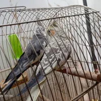 عروس هلندی با جوجه