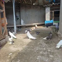 کبوتر مسافتی جوجه|پرنده|آمل, |دیوار