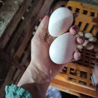 تخم  بوقلمون غاز و مرغ شاخ دار