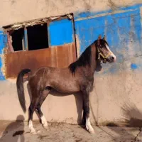 کره نریان دره شور