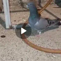 کبوتر