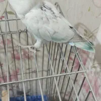 طوطی برزیلی جوجه مارال عروسکی|پرنده|اهواز, کوی باهنر|دیوار