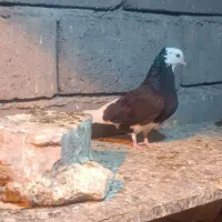 کله سیا و کله سبز پلنگ