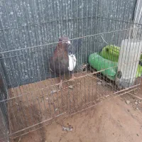 کفتر سینه ای