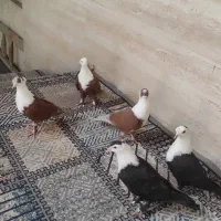 کلاغ کربلایی کاکلی شاخی|پرنده|مشهد, ادیب نیشابوری (شهرک غرب)|دیوار