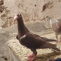 کبوتر نامور