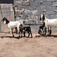 کولار زاییده