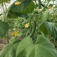 گلخانه فروشی دشت مکسوخته|فروش دفتر صنعتی، کشاورزی، تجاری|جالق, |دیوار