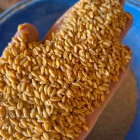 خوراک دام و طیور