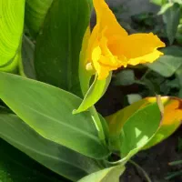 گل اختر|گل و گیاه طبیعی|چغادک, |دیوار