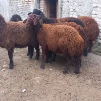 ۶عدد بره ماده جنس قزل افشار درجه یک فوری|حیوانات مزرعه|سیجوال, |دیوار