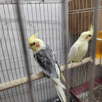 عروس هلندی|پرنده|سیرجان, |دیوار