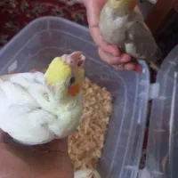 عروس هلندی