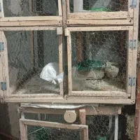 قفس چوبی . جفتگاهی