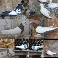 کبوتر دم زرد  یهودی زرد کاکل سینه طوقی چپ سبز