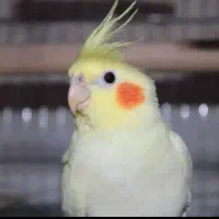 عروس هلندی لوتینو حراج فوری ۳ عدد