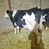 گاو سیمنتال مونت 40کیلوشیرباگوساله ماده