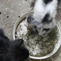 خرگوش لپ|موش و خرگوش|اردبیل, |دیوار