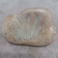 فسیل