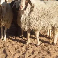 ۵راس بره ماده ا قوچ